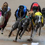 Australian Greyhound Racing Sportsbetting